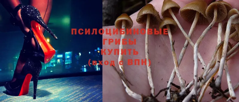 Псилоцибиновые грибы Psilocybine cubensis  Лангепас 